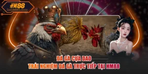 Đá gà cựa dao