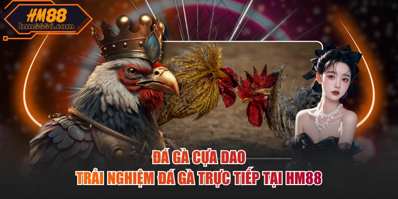 Đá gà cựa dao